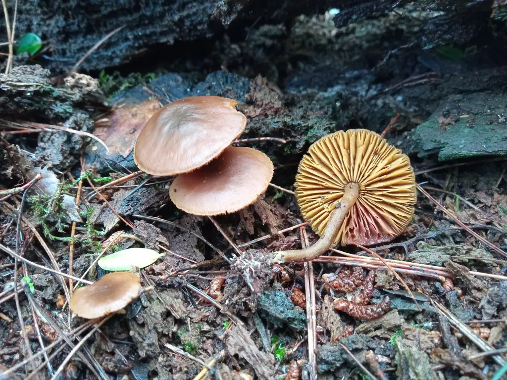 Pigmentówka iglastodrzewna (Callistosporium pinicola) — zdjęcie 1 z 3
