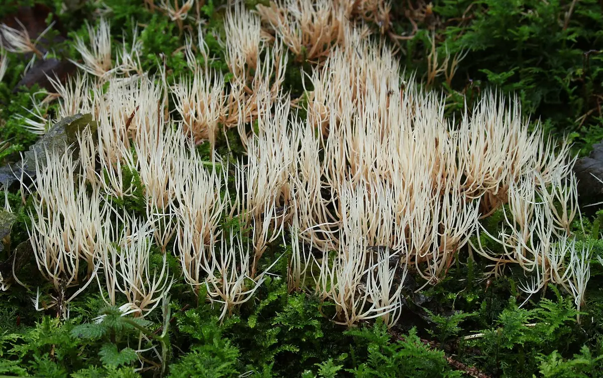 Piórniczka rozgałęziona (Pterula multifida) — zdjęcie 1 z 4