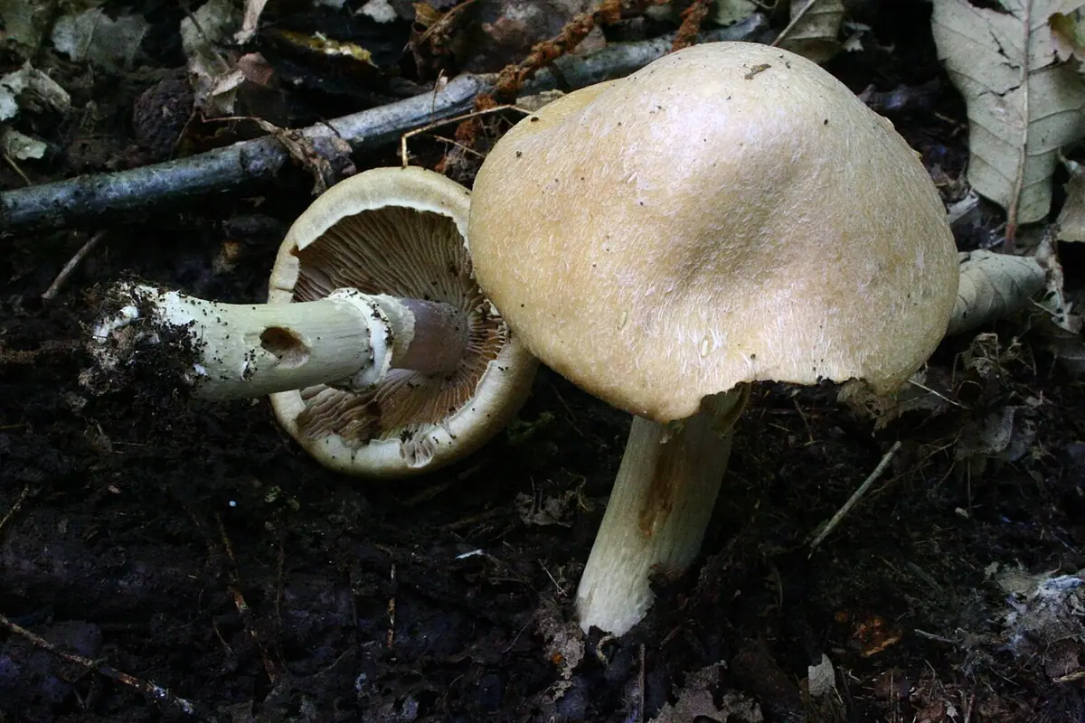 Płachetka zwyczajna (Cortinarius caperatus) — zdjęcie 1 z 4