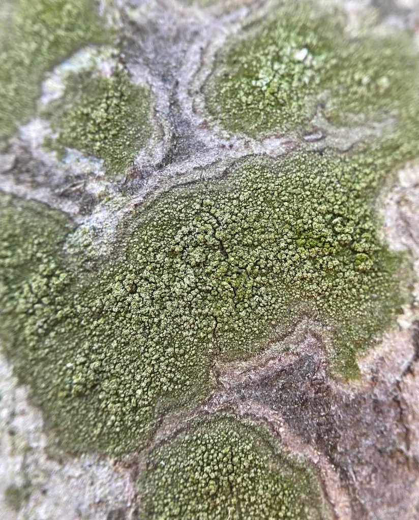 Płasica zielonawa (Ropalospora viridis) — zdjęcie 1 z 4