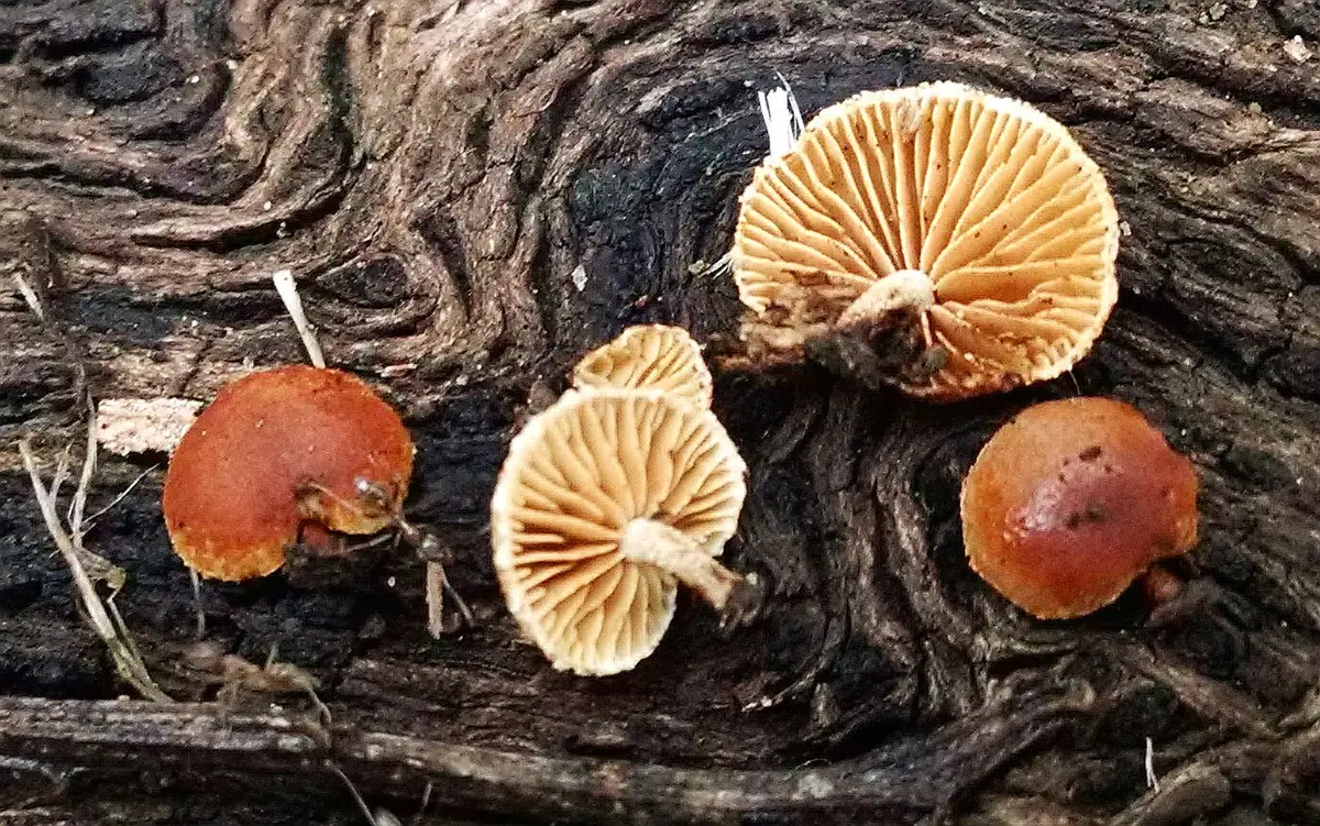 Płaskogłówka bocznotrzonowa (Simocybe haustellaris) — zdjęcie 1 z 3
