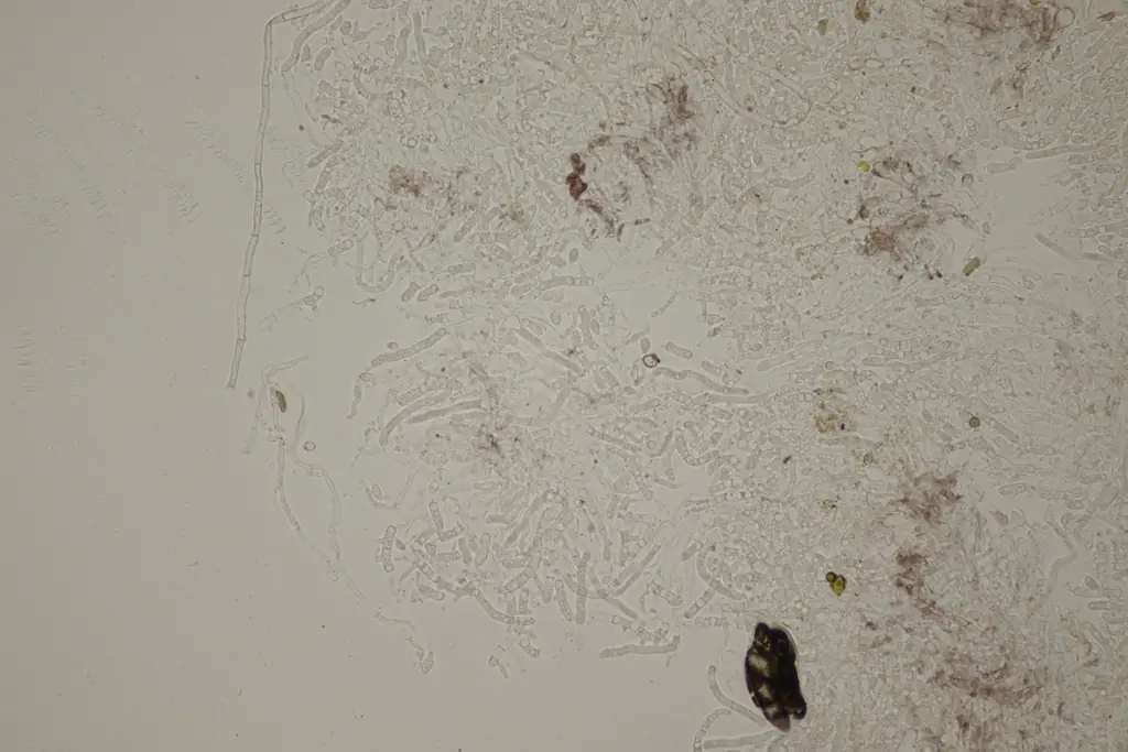 Płaskolepek odchodowy (Cystobasidium fimetarium)