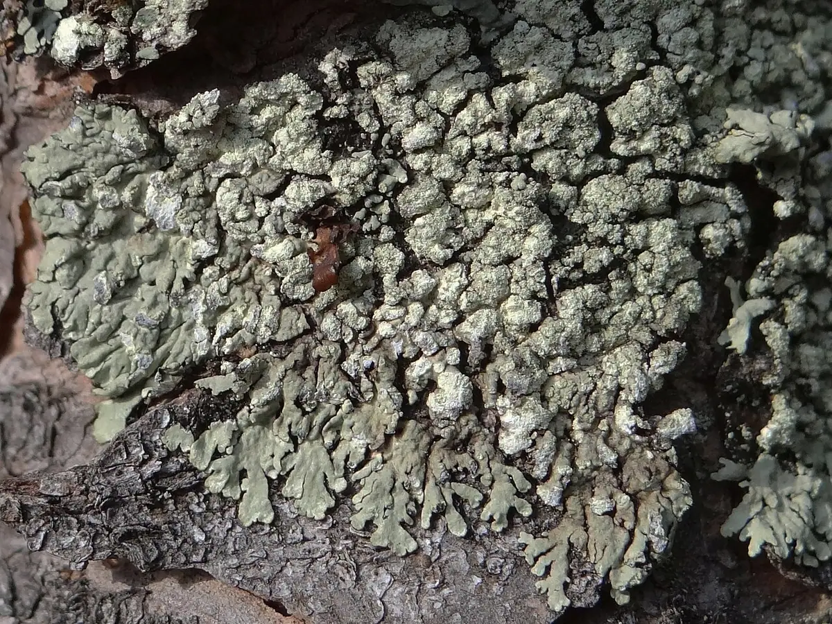 Płaskotka reglowa (Parmeliopsis hyperopta) — zdjęcie 1 z 4
