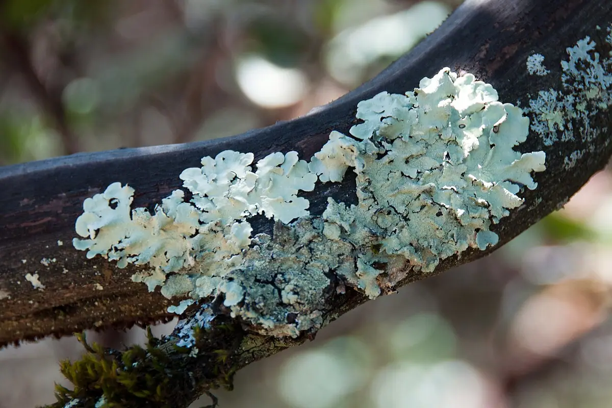 Płaskotka rozlana (Parmeliopsis ambigua) — zdjęcie 1 z 4