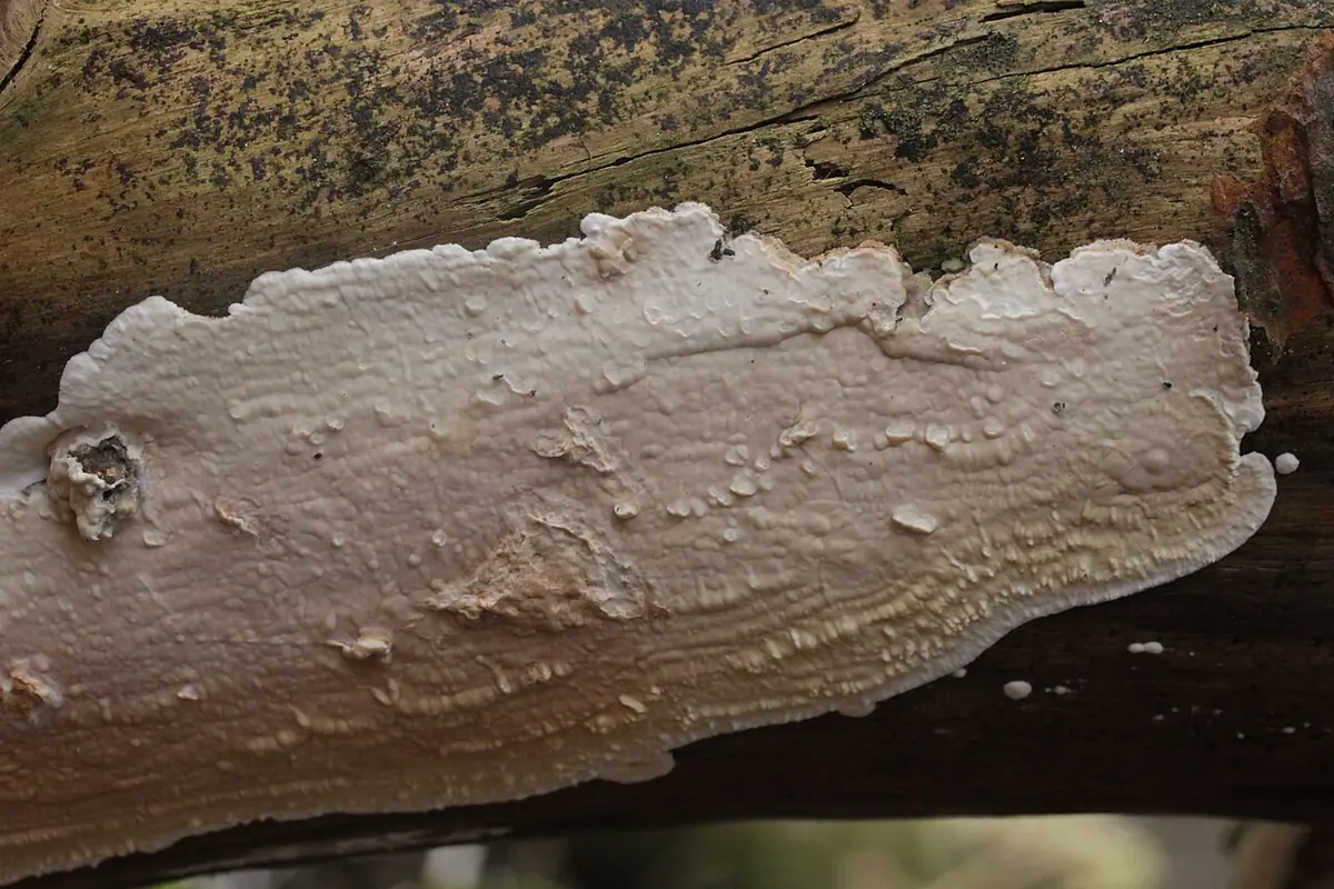 Płaszczek gruzełkowany (Dacryobolus karstenii) — zdjęcie 1 z 4