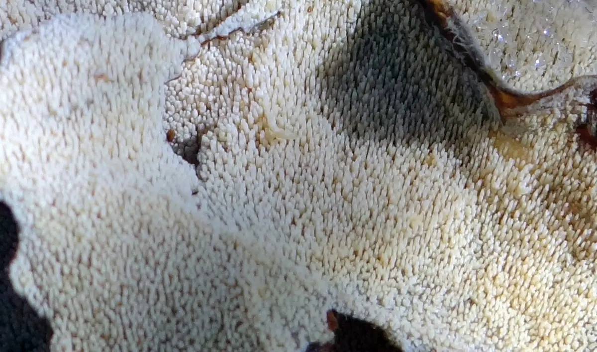 Płaszczek ząbkowany (Dacryobolus sudans)