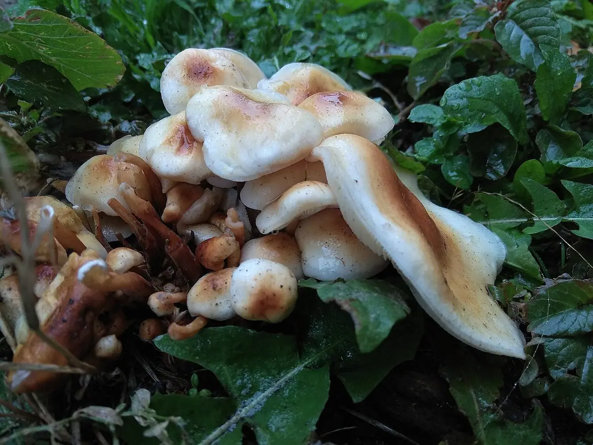 Płomiennica letnia (Flammulina fennae) — zdjęcie 1 z 3