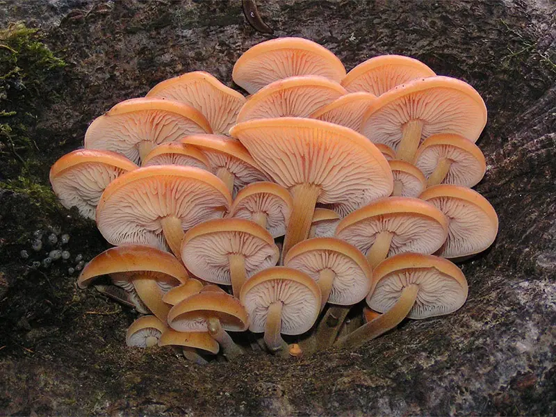Płomiennica zimowa (Flammulina velutipes) — zdjęcie 1 z 4