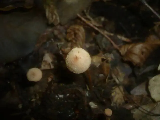 Płomienniczek owocolubny (Flammulaster carpophilus) — zdjęcie 1 z 4