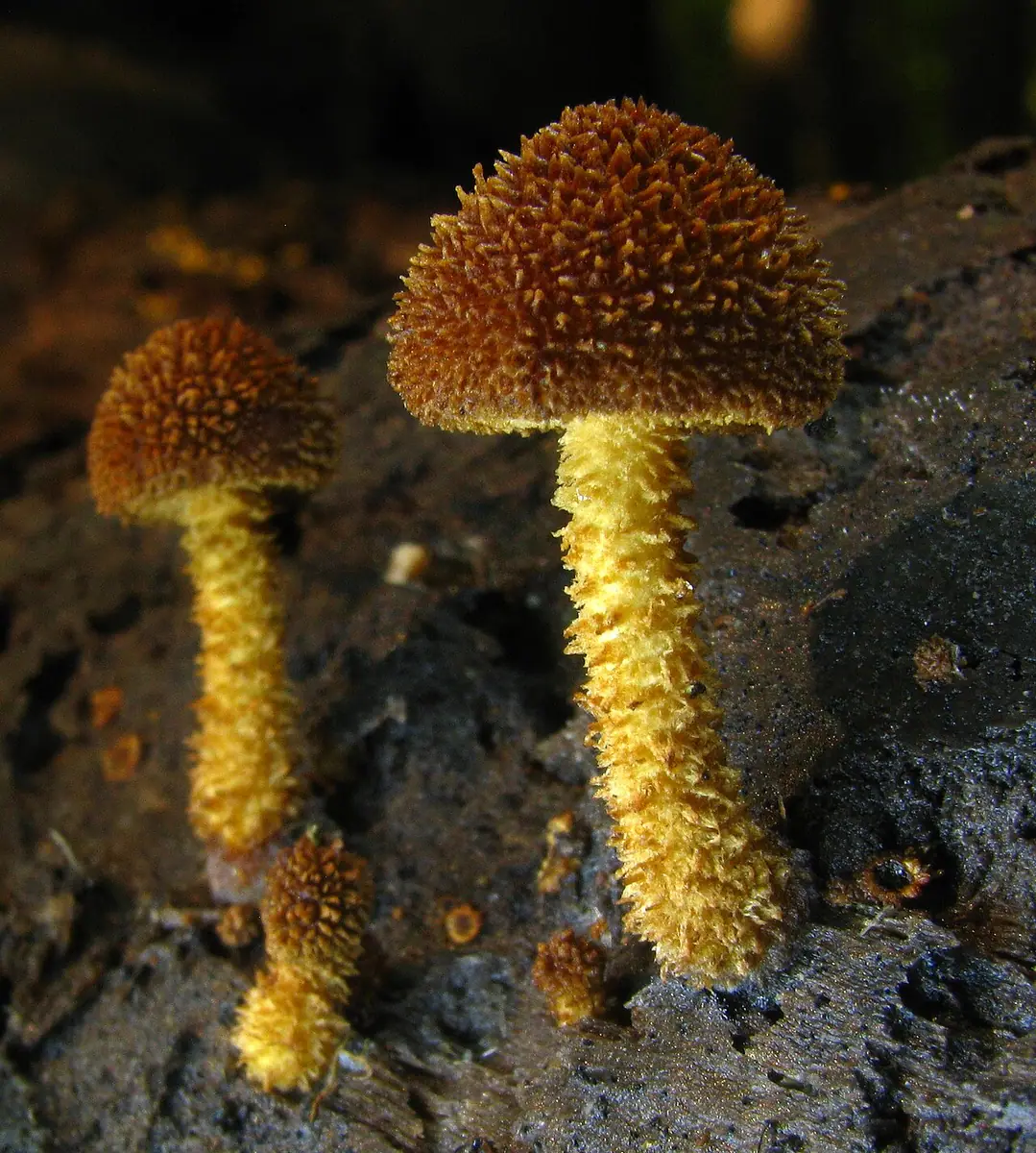 Płomienniczek żółtobrązowy (Flammulaster muricatus) — zdjęcie 1 z 4