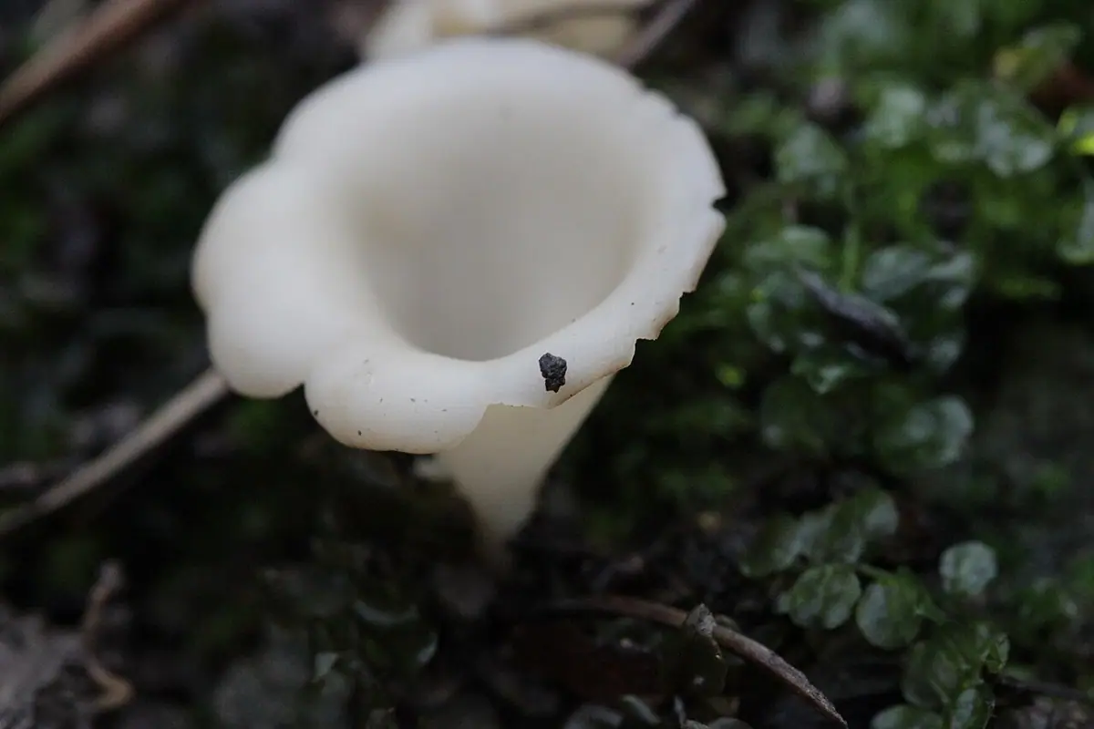 Płomykówka galaretowata (Guepinia helvelloides) — zdjęcie 1 z 4