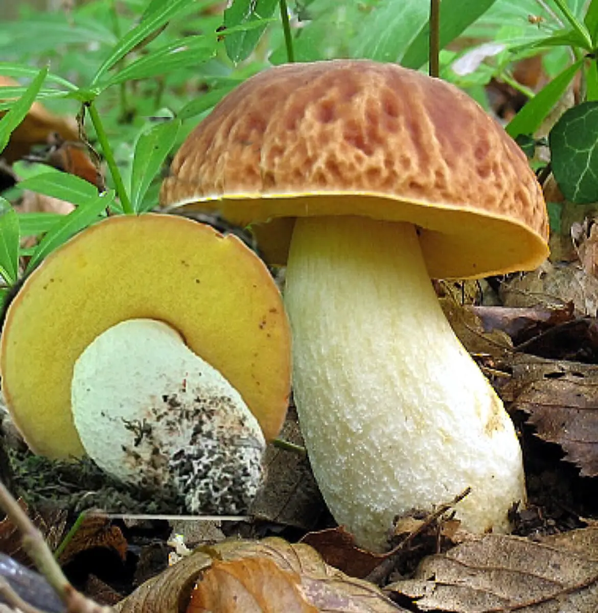 Płowiec pofałdowany (Hemileccinum depilatum) — zdjęcie 1 z 4