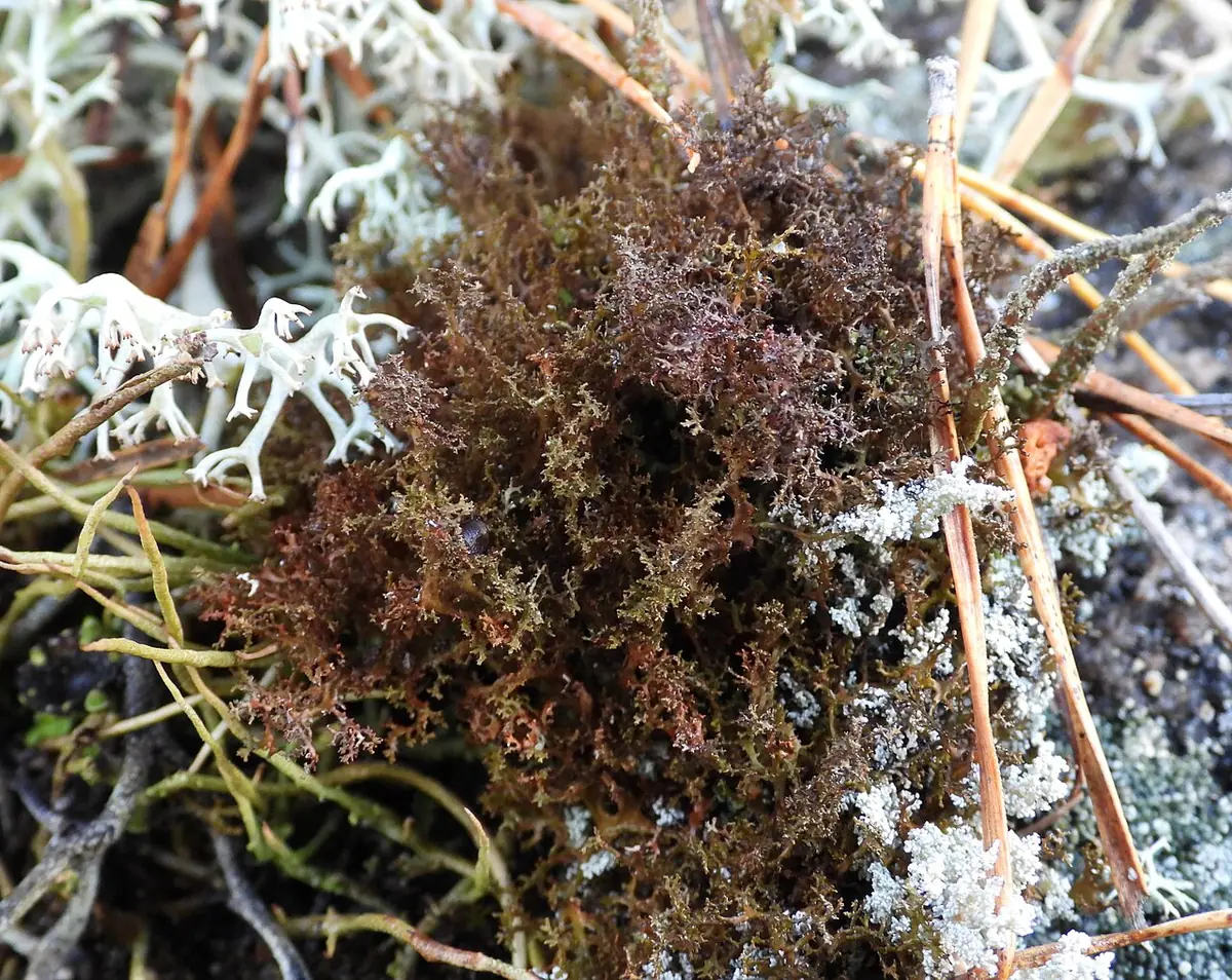 Płucnica krucha (Cetraria odontella) — zdjęcie 1 z 4