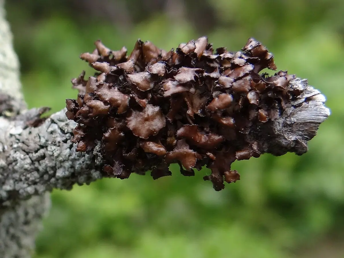 Płucnica płotowa (Cetraria sepincola) — zdjęcie 1 z 3