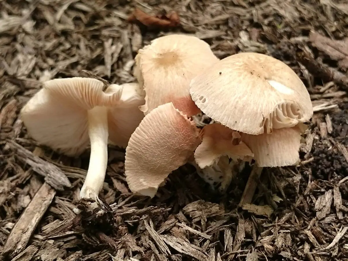 Pluteus semibulbosus — zdjęcie 1 z 4