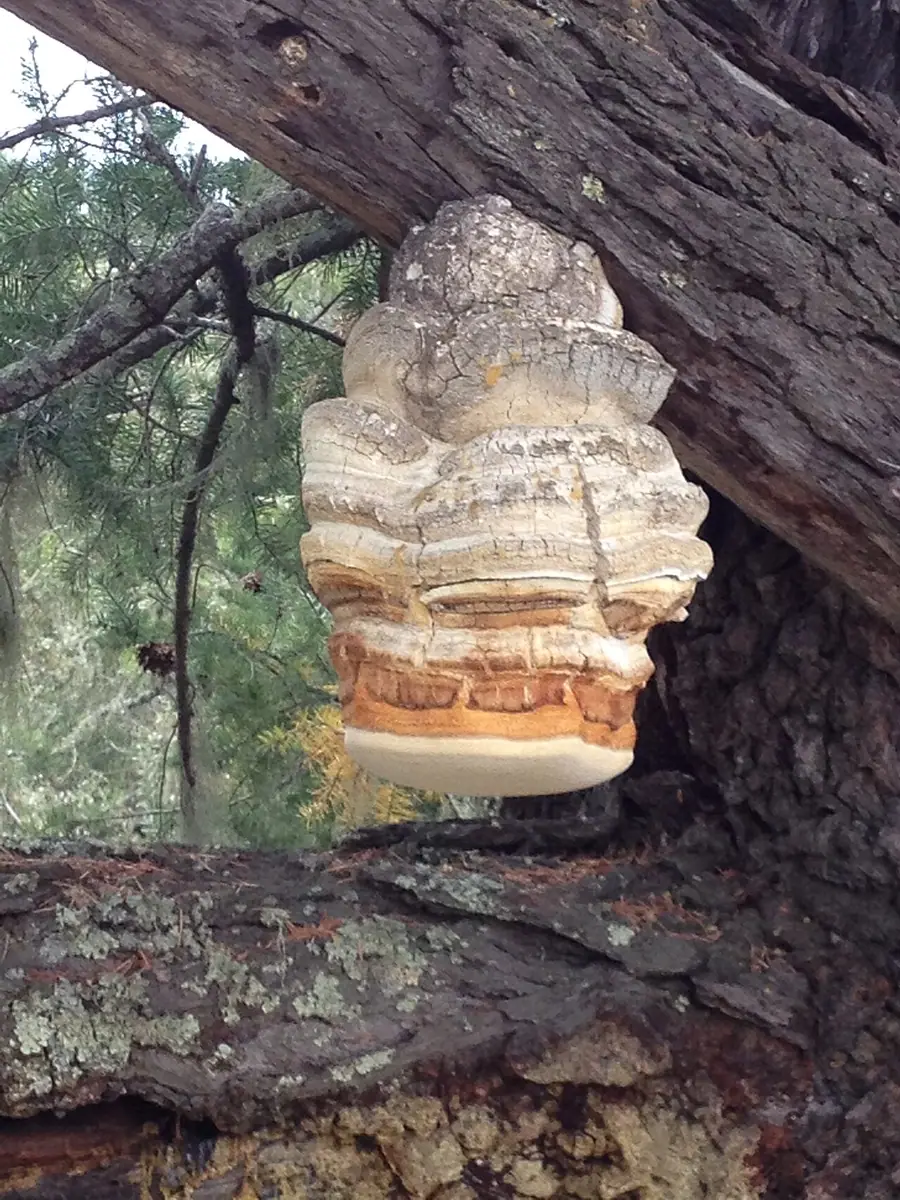 Pniarek lekarski (Fomitopsis officinalis) — zdjęcie 1 z 2