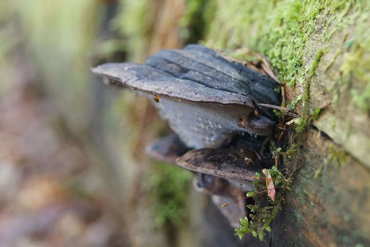 Pniarek różowy (Fomitopsis rosea) — zdjęcie 1 z 4
