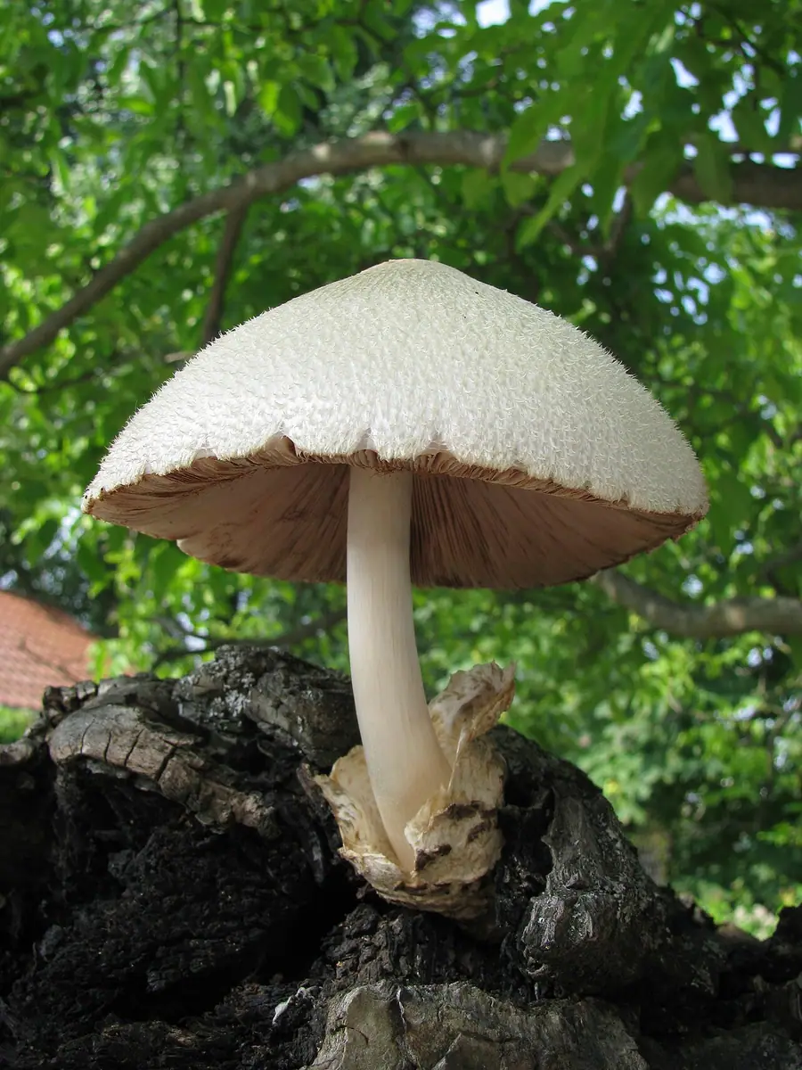 Pochwiak jedwabnikowy (Volvariella bombycina) — zdjęcie 1 z 4
