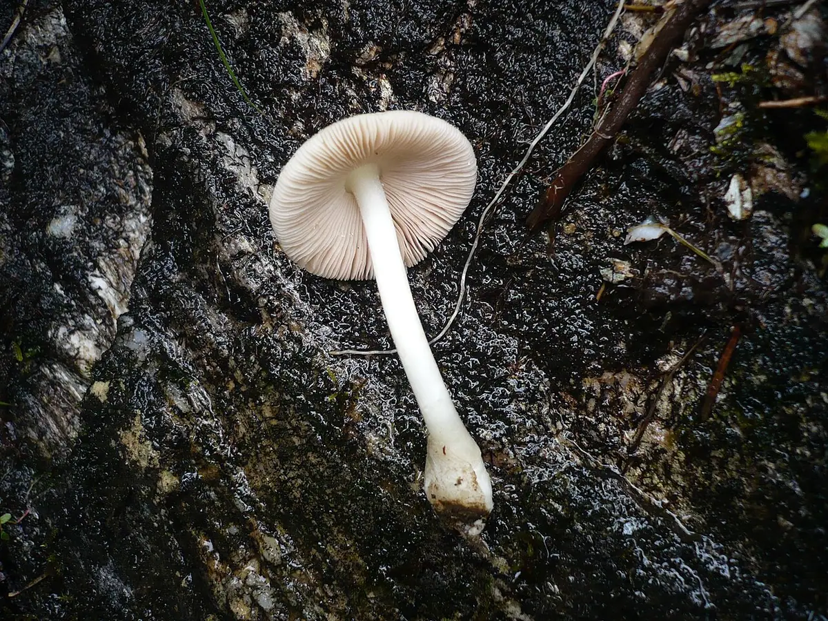 Pochwiak myszaty (Volvariella murinella) — zdjęcie 1 z 4