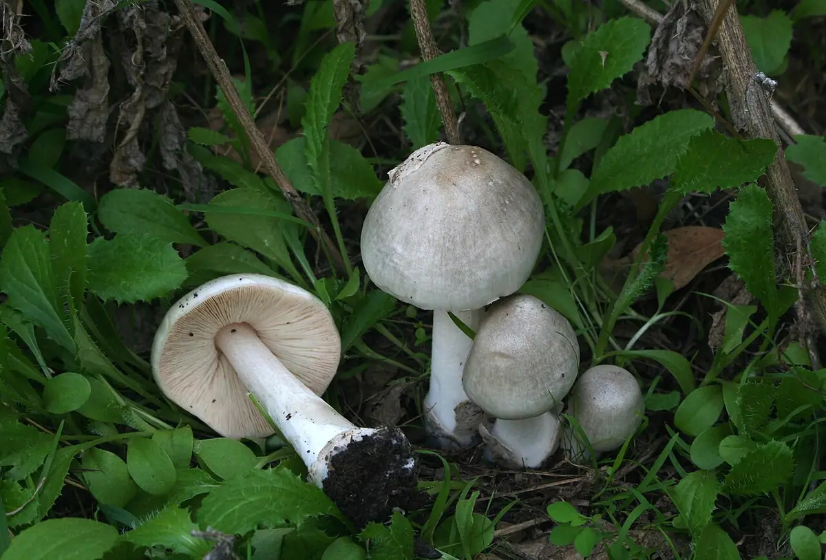Pochwiak okazały (Volvopluteus gloiocephalus)