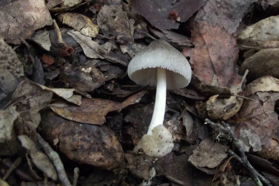 Pochwiak szarobrązowy (Volvariella caesiotincta) — zdjęcie 1 z 4
