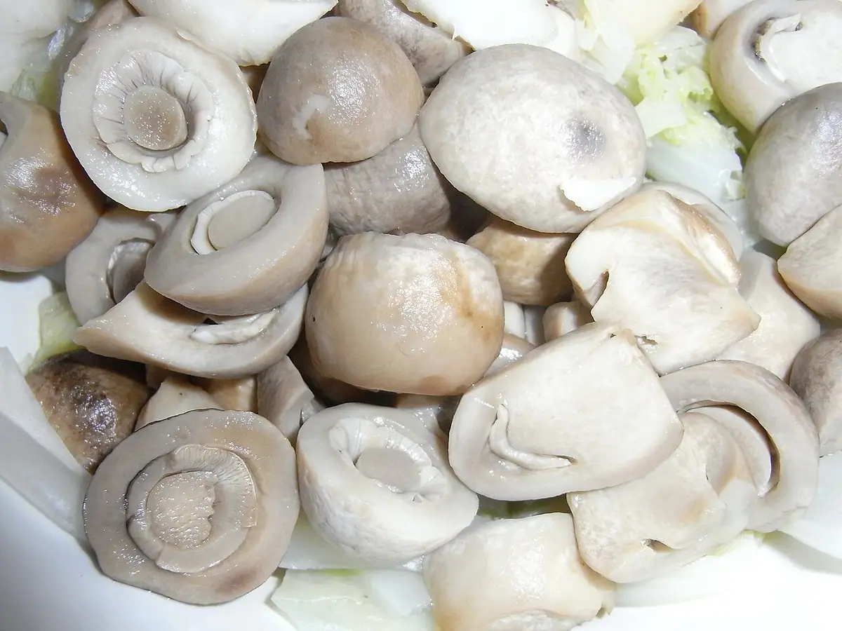 Pochwiak wielkopochwowy (Volvariella volvacea) — zdjęcie 1 z 4
