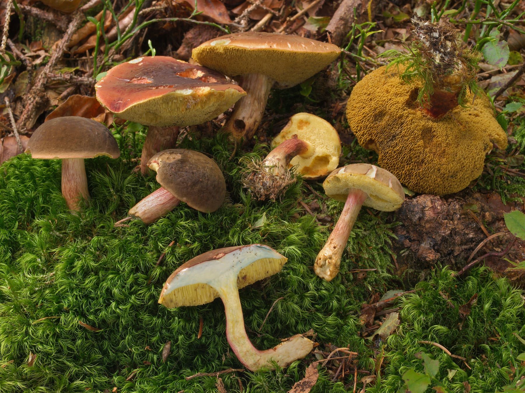 Podgrzybek aksamitny (Xerocomellus pruinatus) — zdjęcie 1 z 4