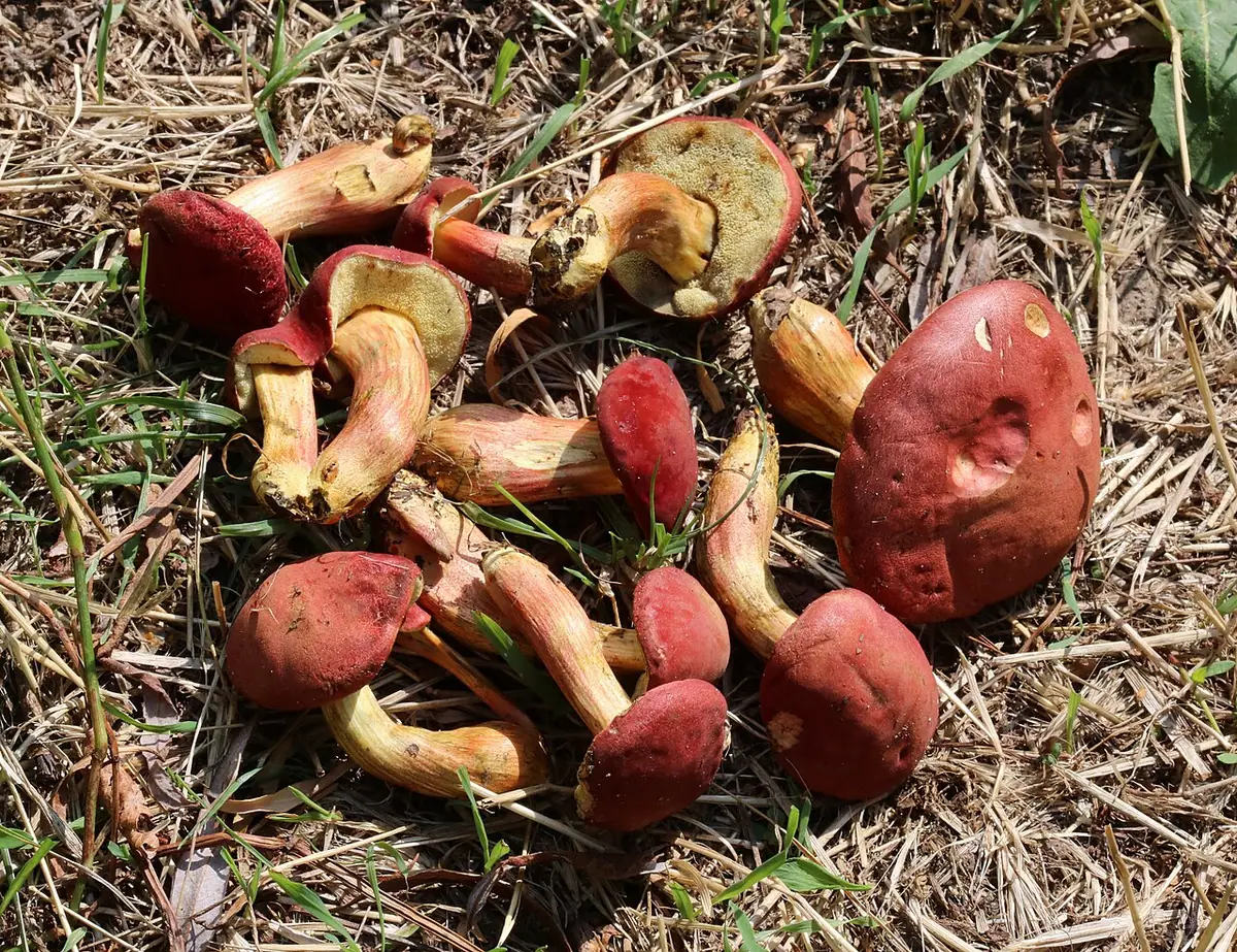Podgrzybek czerwonawy (Hortiboletus rubellus) — zdjęcie 1 z 4