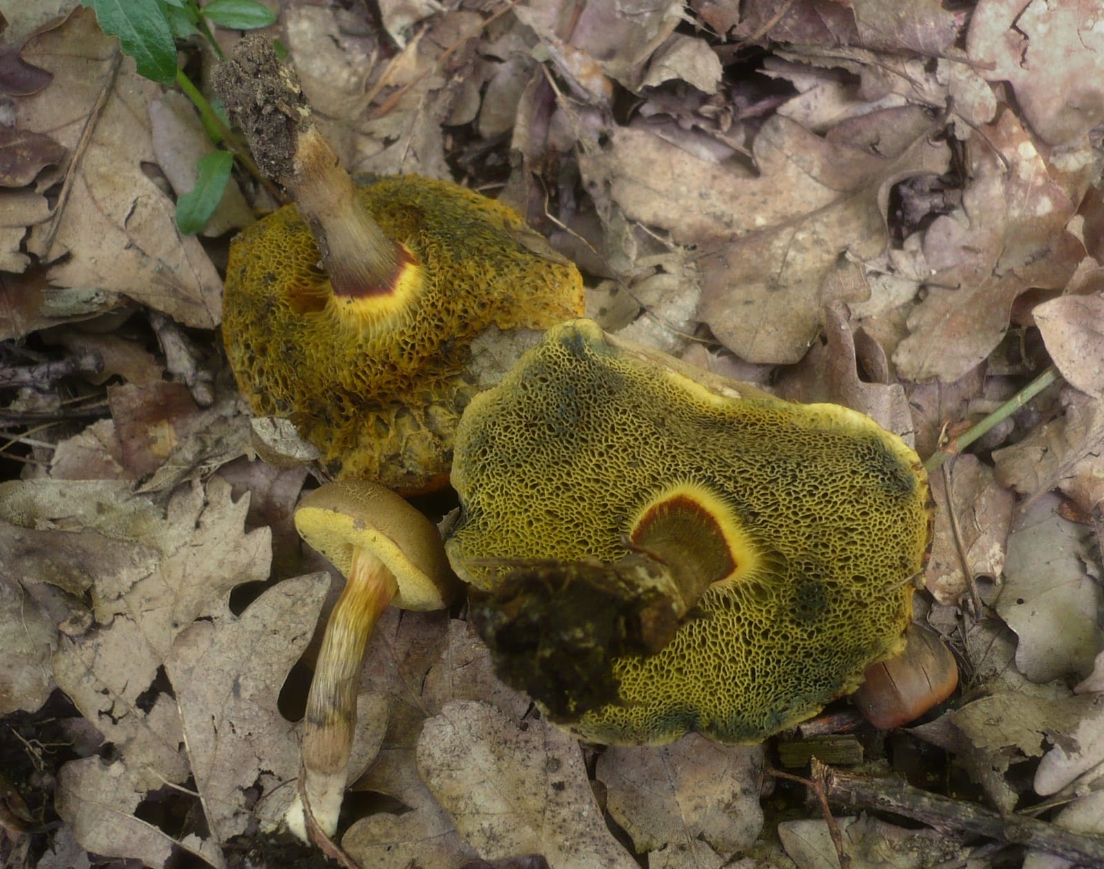 Podgrzybek obciętozarodnikowy (Xerocomellus porosporus) — zdjęcie 1 z 4