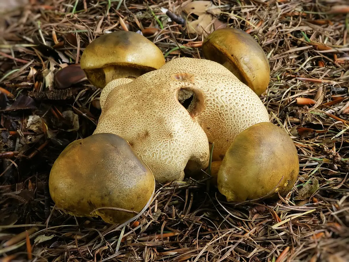 Podgrzybek tęgoskórowy (Pseudoboletus parasiticus) — zdjęcie 1 z 4