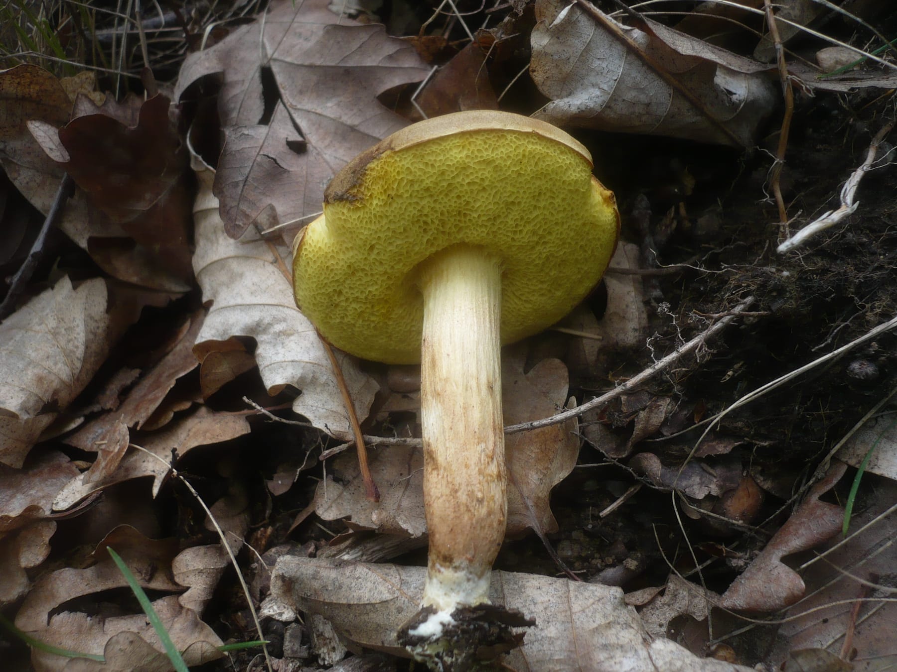 Podgrzybek zajączek (Boletus subtomentosus)