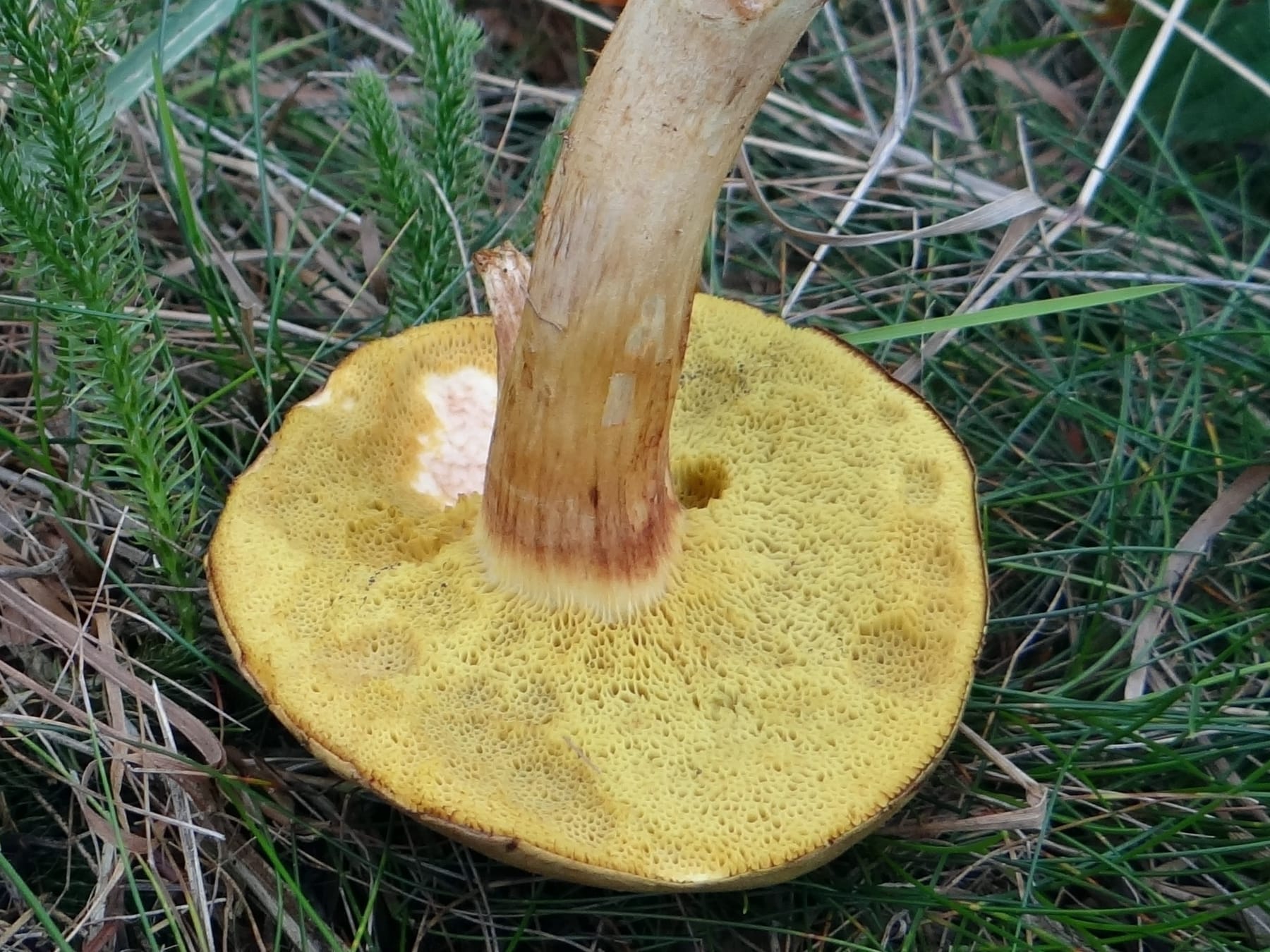Podgrzybek żeberkowany (Boletus ferrugineus) — zdjęcie 1 z 3