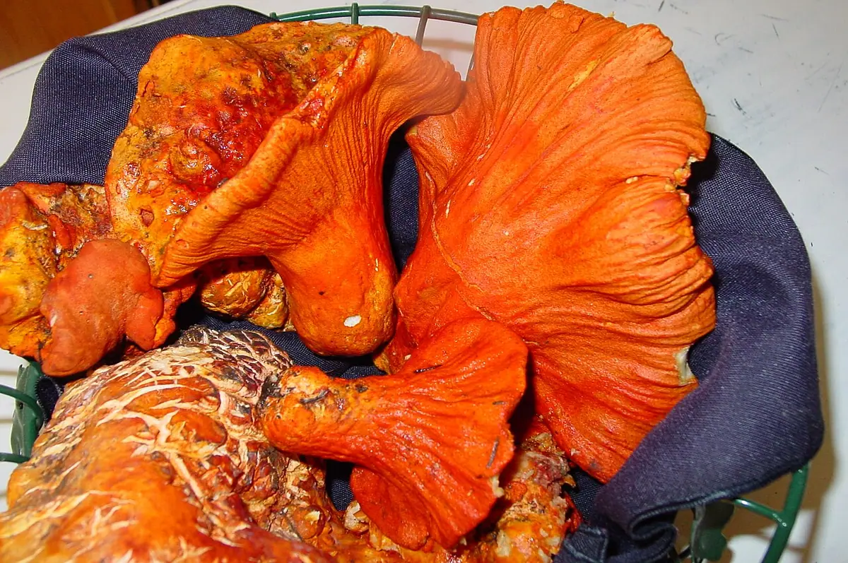 Podgrzybnica gołąbkowa (Hypomyces lactifluorum) — zdjęcie 1 z 4