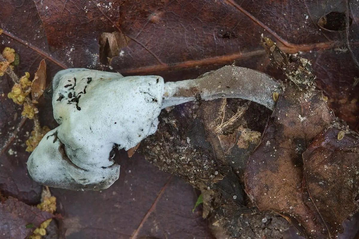 Podgrzybnica piestrzycowa (Hypomyces cervinus)