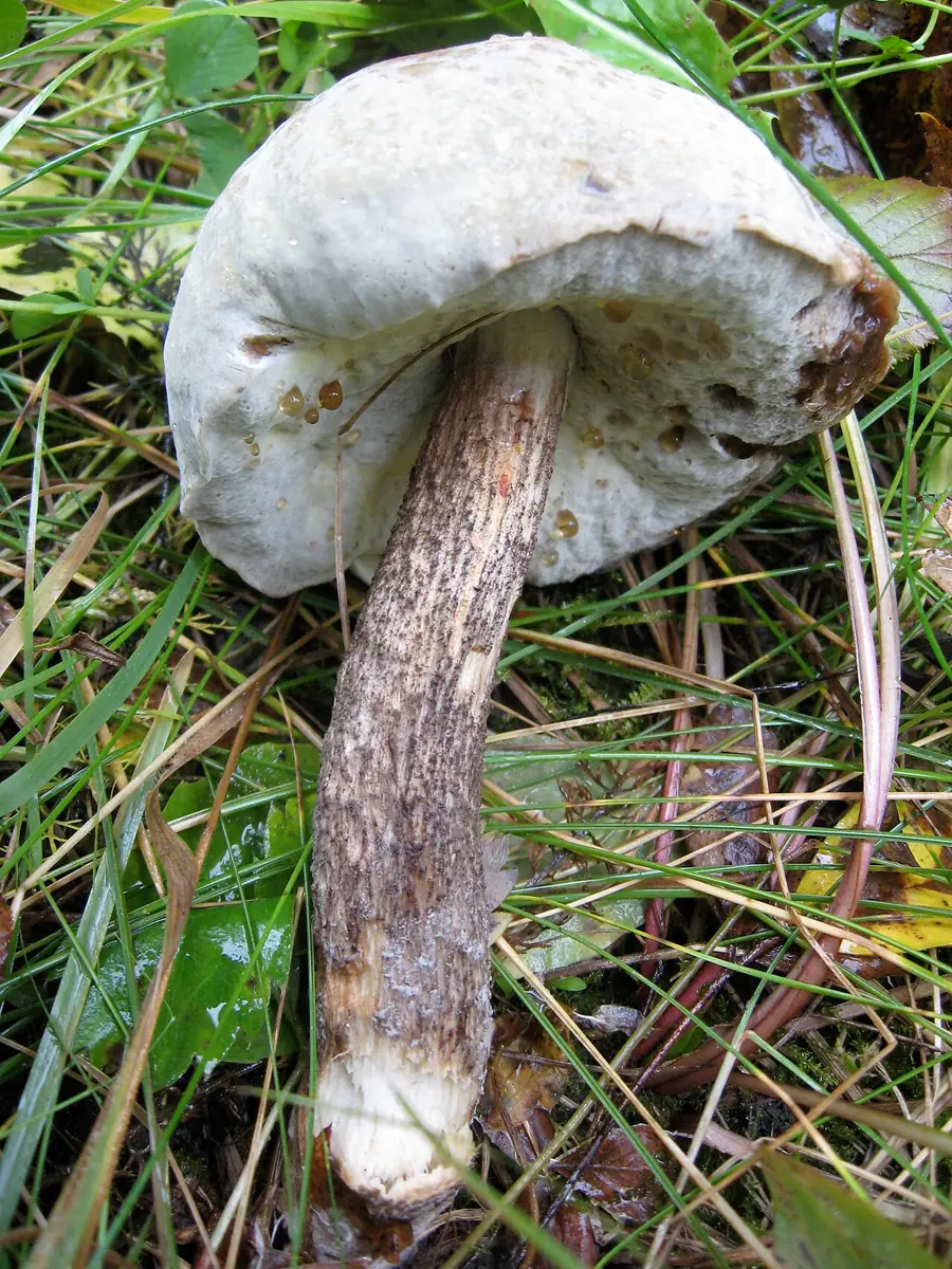 Podgrzybnica złotopylna (Hypomyces chrysospermus) — zdjęcie 1 z 4