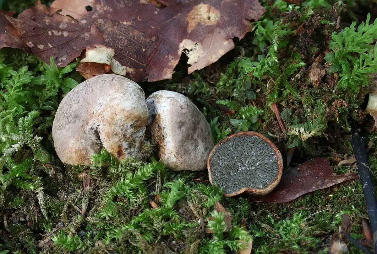 Podkorzeniak leszczynowy (Hysterangium stoloniferum) — zdjęcie 1 z 2