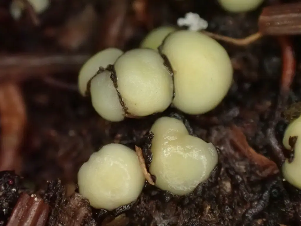 Podophacidium (Podophacidium xanthomelum) — zdjęcie 1 z 4