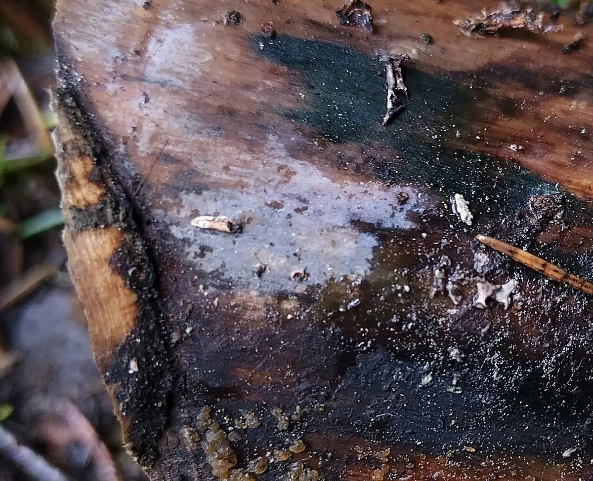 Podstawkodrzewek ochrowy (Basidiodendron cinereum)
