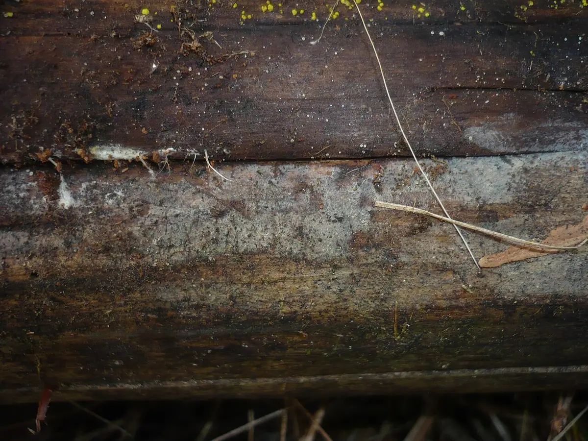 Podstawkorożek szary (Ceratobasidium cornigerum) — zdjęcie 1 z 2