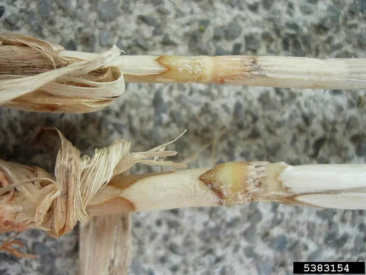 Podstawkorożek zbożowy (Ceratobasidium cereale) — zdjęcie 1 z 2