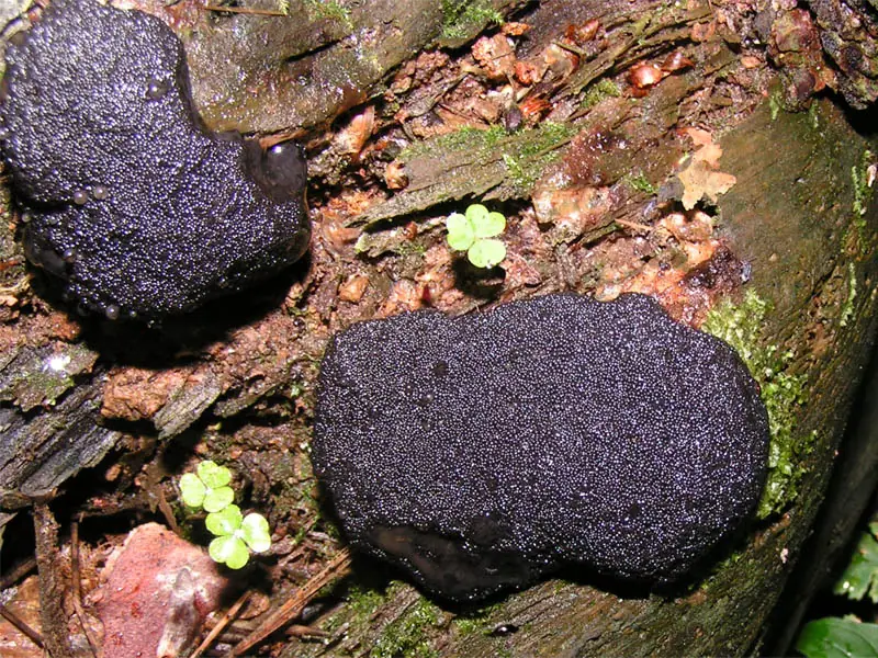 Podusznik chropowaty (Camarops polysperma) — zdjęcie 1 z 4