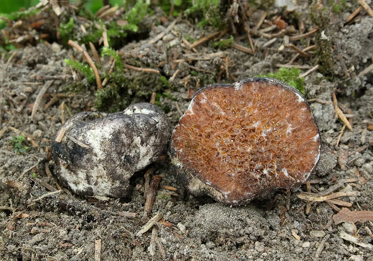 Podziemka gwiaździstozarodnikowa (Octaviania asterosperma) — zdjęcie 1 z 2