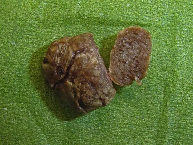 Podziemniczek oliwkowy (Hymenogaster olivaceus)