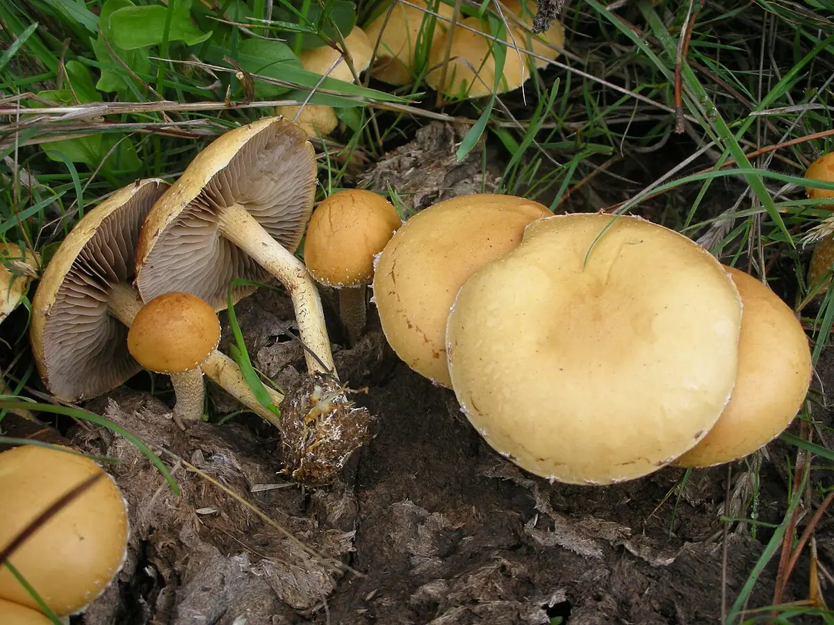 Polówka półkulista (Agrocybe pediades)