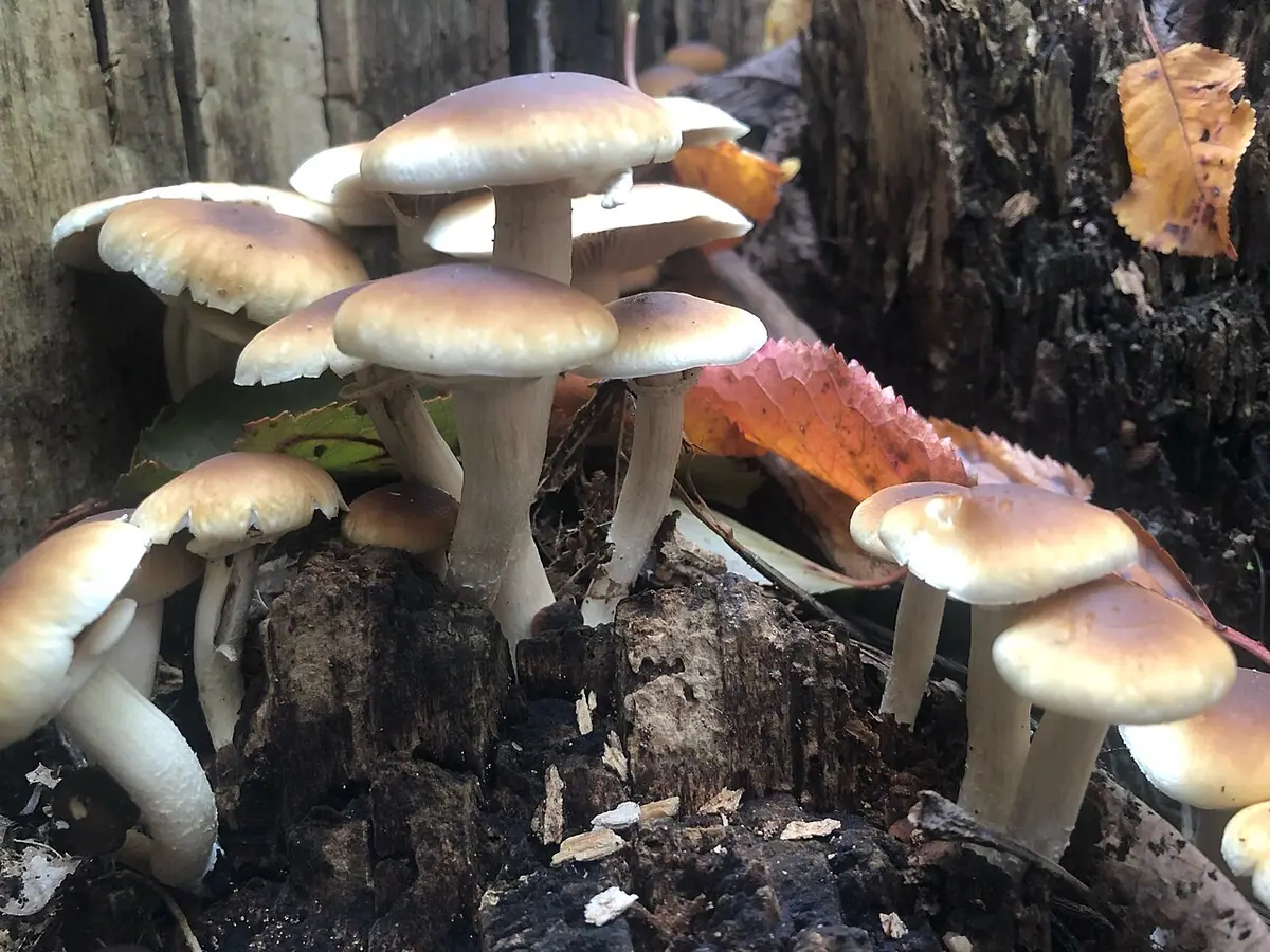 Polówka południowa (Agrocybe cylindracea) — zdjęcie 1 z 4