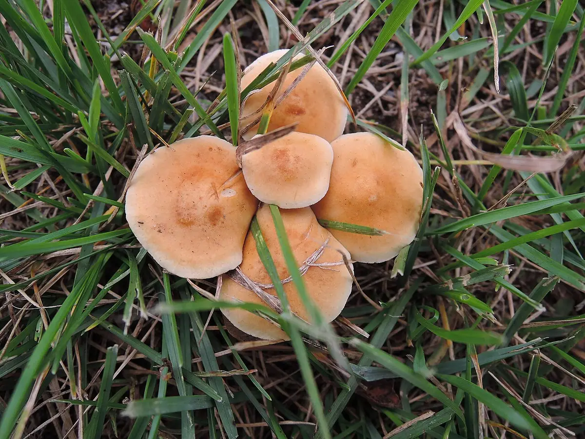 Polówka pustotrzonowa (Agrocybe vervacti) — zdjęcie 1 z 3