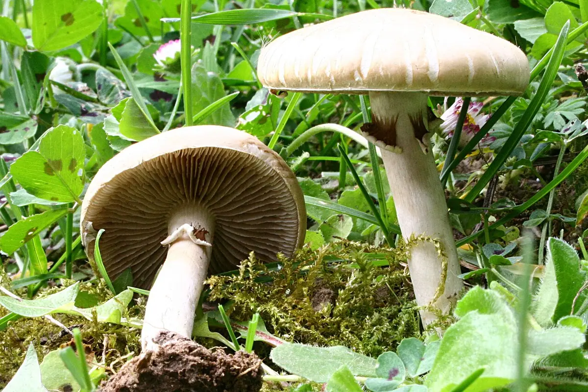 Polówka wczesna (Agrocybe praecox) — zdjęcie 1 z 4