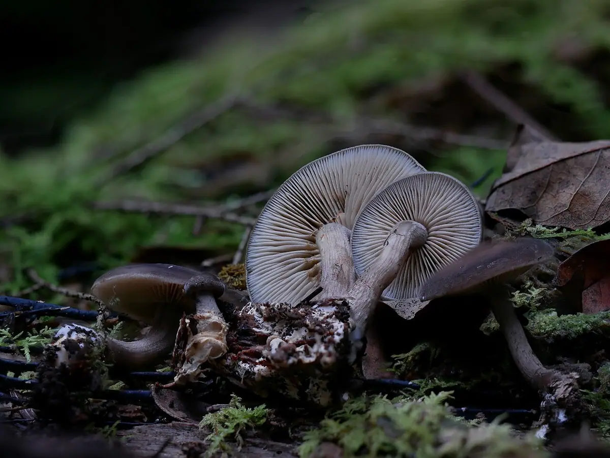 Polówka zamszowa (Agrocybe firma) — zdjęcie 1 z 4