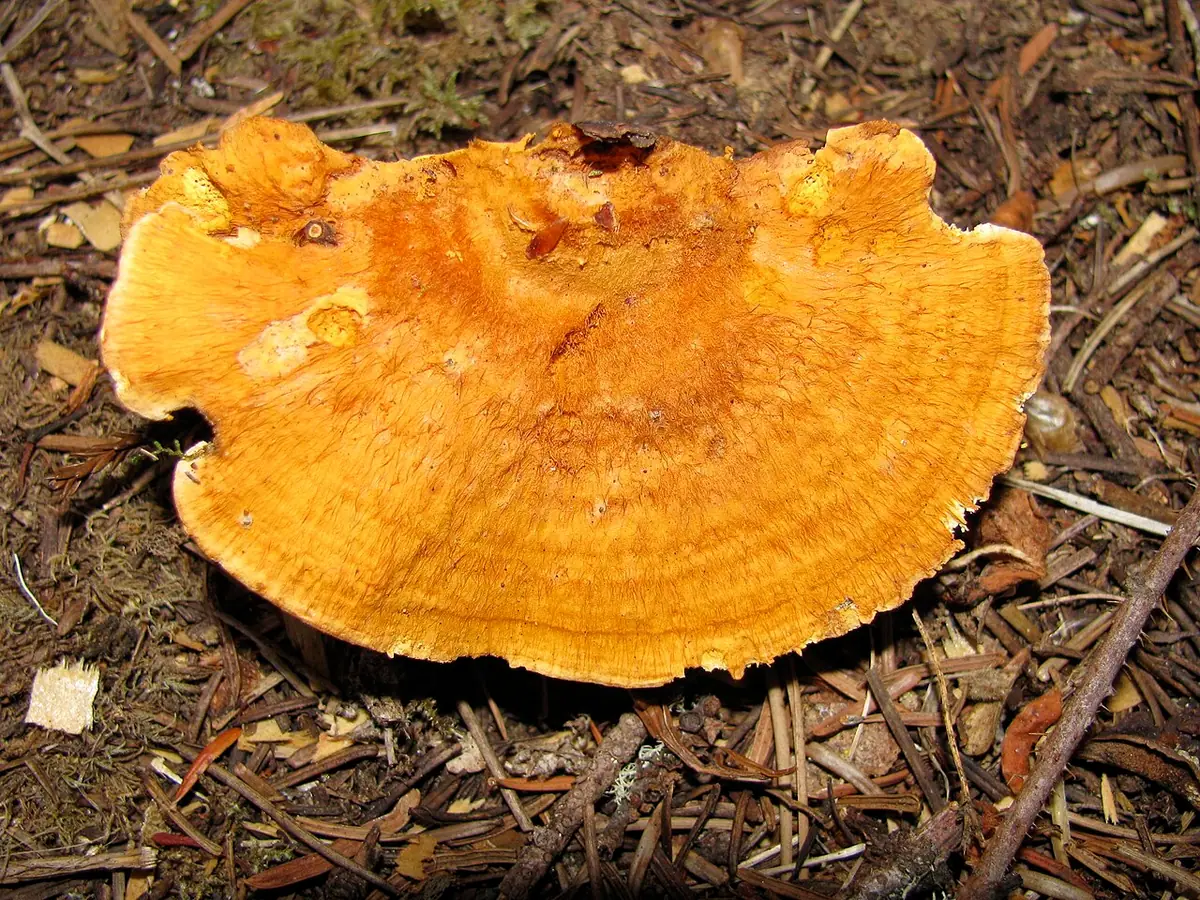 Pomarańczowiec błyszczący (Pycnoporellus fulgens) — zdjęcie 1 z 4