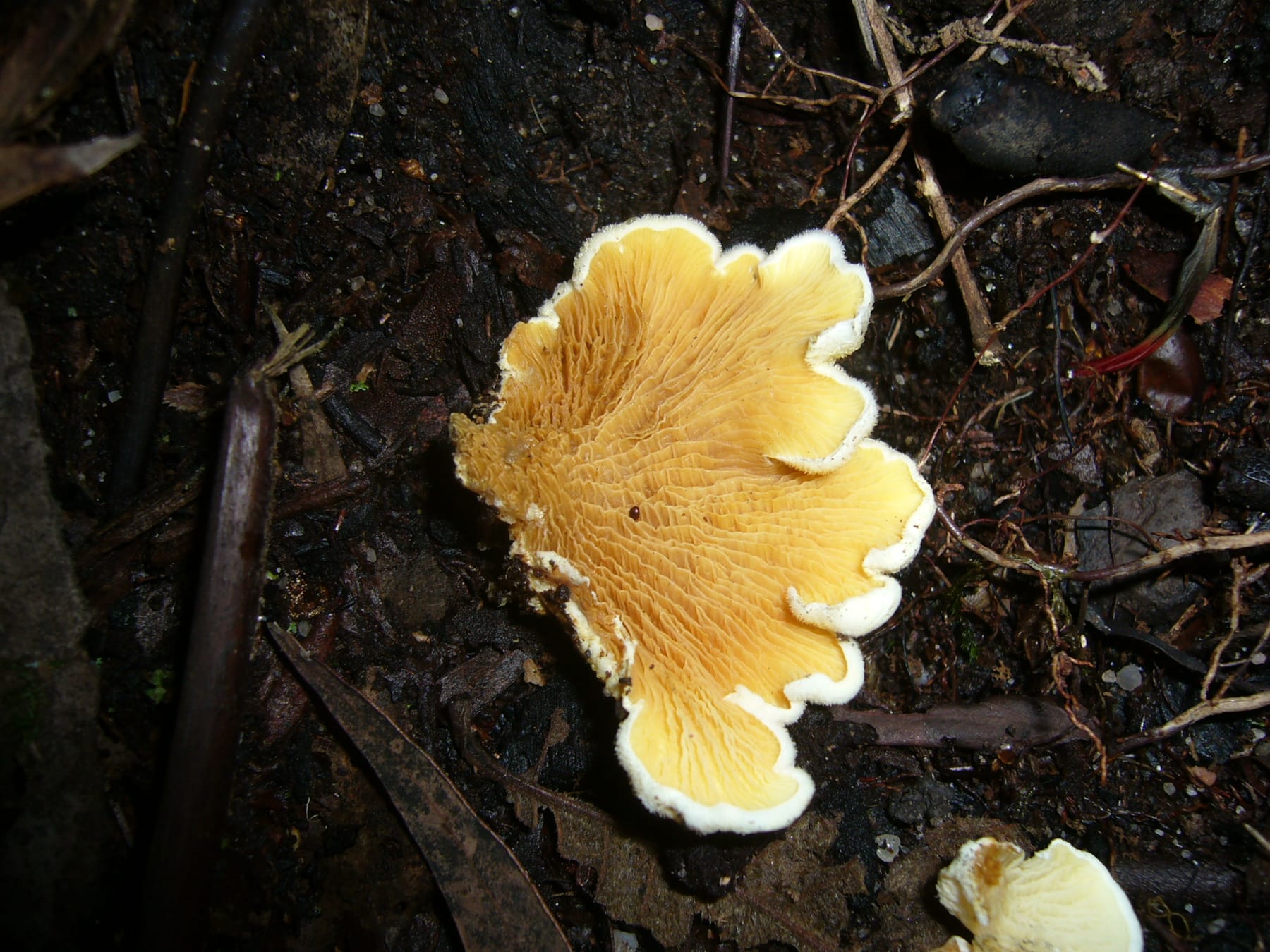 Ponurnik niekształtny (Tapinella panuoides) — zdjęcie 1 z 4